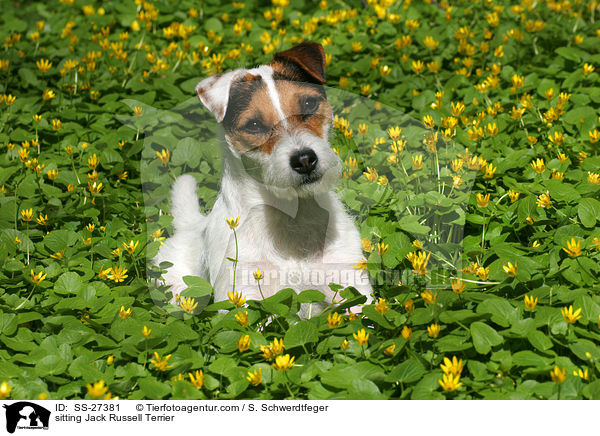 sitzender Parson Russell Terrier / sitting Parson Russell Terrier / SS-27381