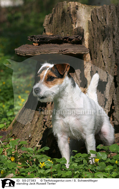 stehender Parson Russell Terrier / standing Parson Russell Terrier / SS-27383