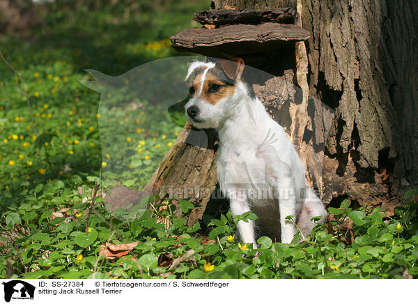 sitzender Parson Russell Terrier / sitting Parson Russell Terrier / SS-27384
