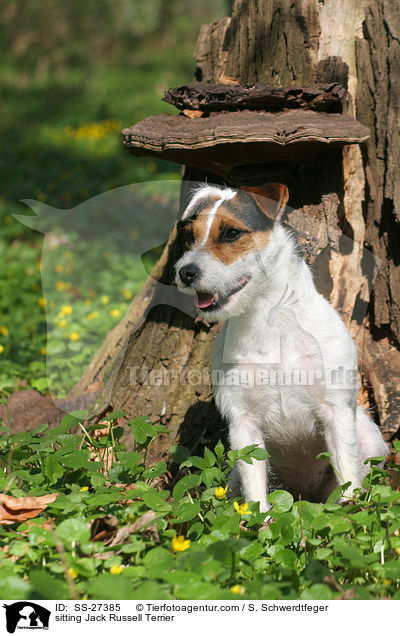 sitzender Parson Russell Terrier / sitting Parson Russell Terrier / SS-27385