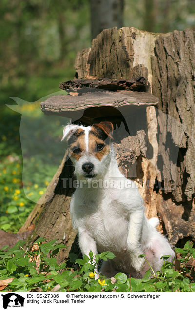 sitzender Parson Russell Terrier / sitting Parson Russell Terrier / SS-27386