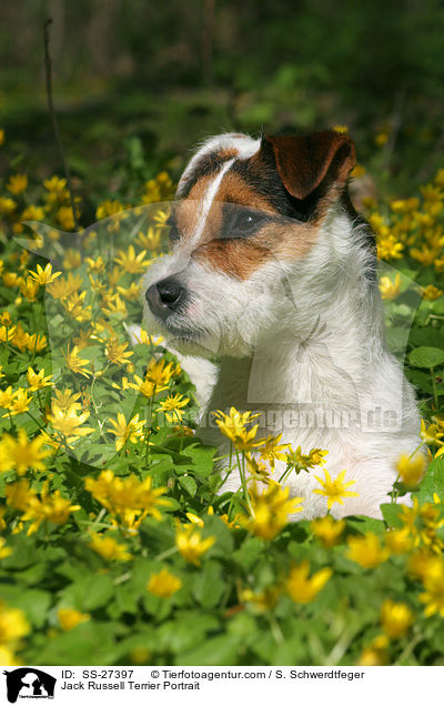 Parson Russell Terrier Portrait / Parson Russell Terrier Portrait / SS-27397