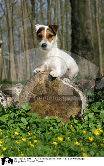 liegender Parson Russell Terrier / lying Parson Russell Terrier / SS-27398
