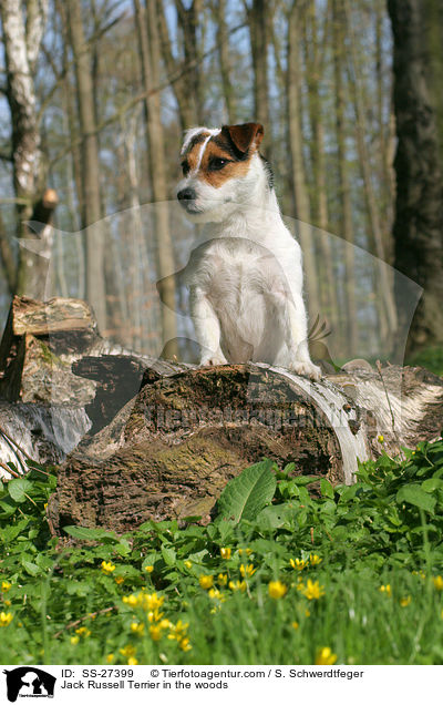 Parson Russell Terrier im Wald / Parson Russell Terrier in the woods / SS-27399