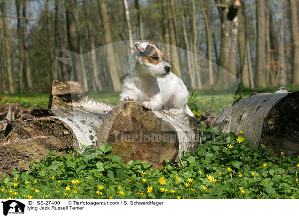 liegender Parson Russell Terrier / lying Parson Russell Terrier / SS-27400