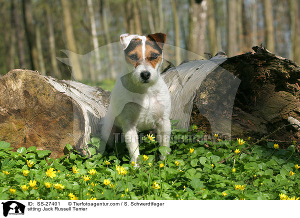 sitzender Parson Russell Terrier / sitting Parson Russell Terrier / SS-27401