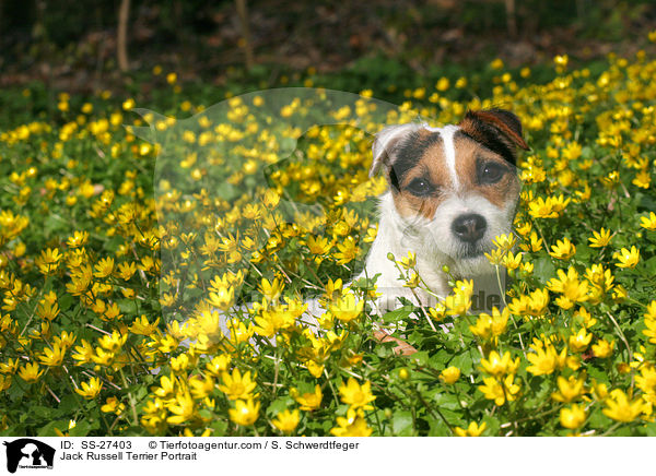 Parson Russell Terrier Portrait / Parson Russell Terrier Portrait / SS-27403