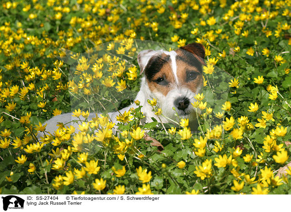 liegender Parson Russell Terrier / lying Parson Russell Terrier / SS-27404