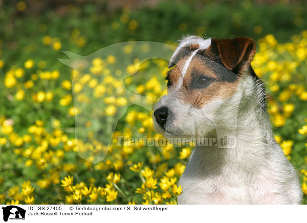 Parson Russell Terrier Portrait / Parson Russell Terrier Portrait / SS-27405