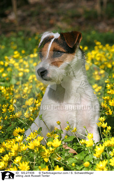 sitzender Parson Russell Terrier / sitting Parson Russell Terrier / SS-27406