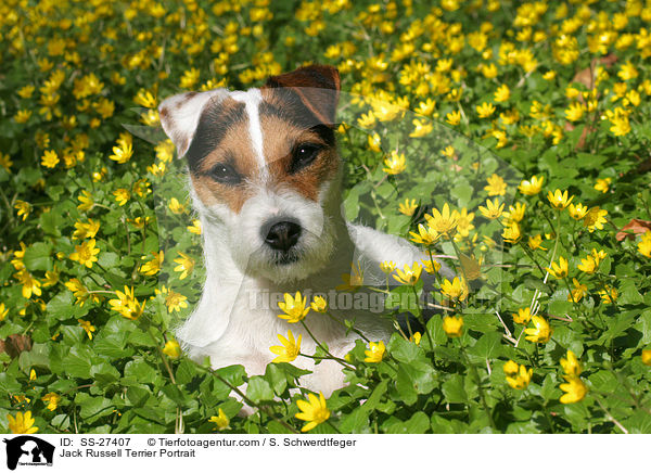 Parson Russell Terrier Portrait / Parson Russell Terrier Portrait / SS-27407