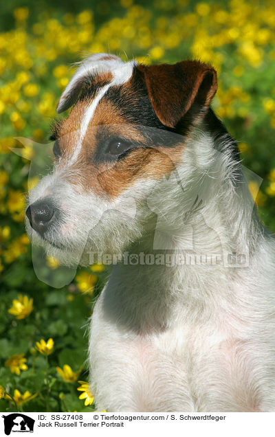 Parson Russell Terrier Portrait / Parson Russell Terrier Portrait / SS-27408