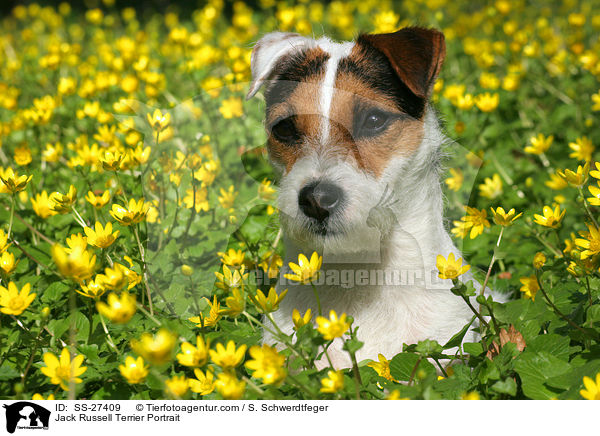Parson Russell Terrier Portrait / Parson Russell Terrier Portrait / SS-27409