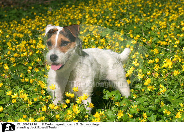 stehender Parson Russell Terrier / standing Parson Russell Terrier / SS-27410