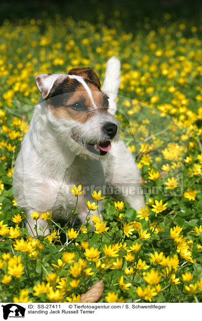 stehender Parson Russell Terrier / standing Parson Russell Terrier / SS-27411