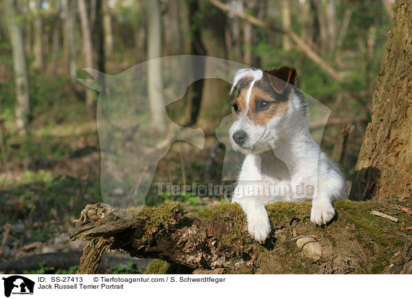 Parson Russell Terrier Portrait / Parson Russell Terrier Portrait / SS-27413