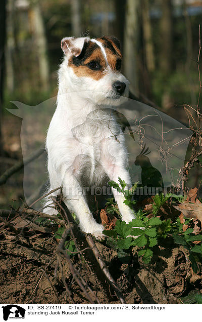 stehender Parson Russell Terrier / standing Parson Russell Terrier / SS-27419