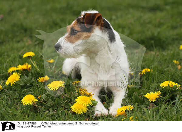 liegender Parson Russell Terrier / lying Parson Russell Terrier / SS-27586