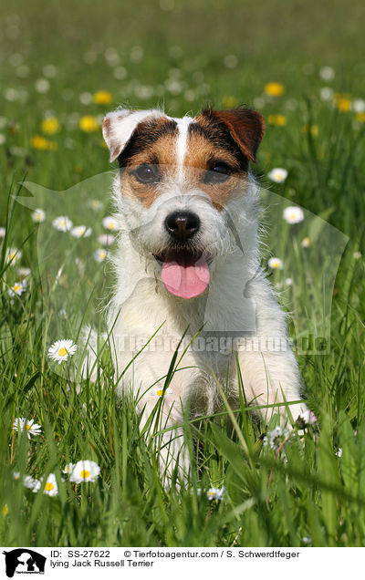 liegender Parson Russell Terrier / lying Parson Russell Terrier / SS-27622