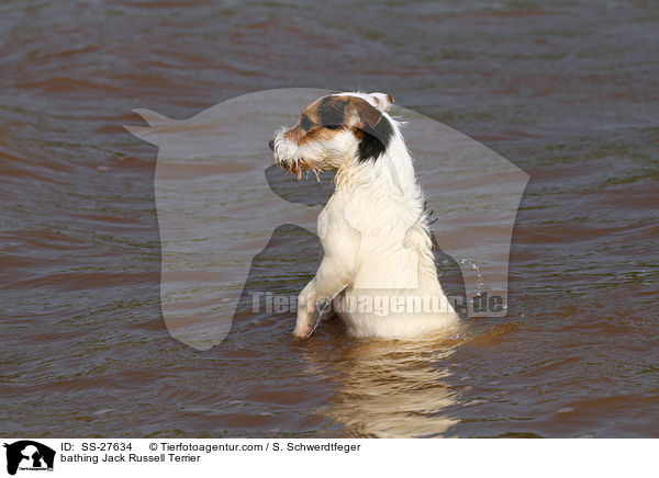 badender Parson Russell Terrier / bathing Parson Russell Terrier / SS-27634