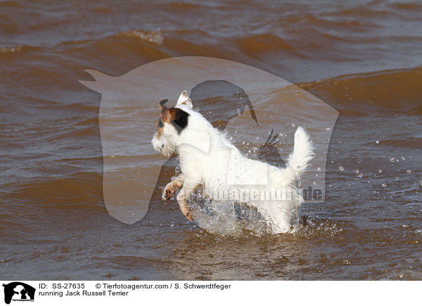 rennender Parson Russell Terrier / running Parson Russell Terrier / SS-27635