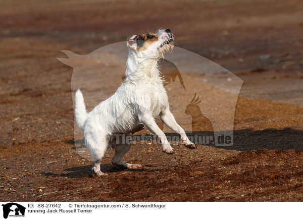 rennender Parson Russell Terrier / running Parson Russell Terrier / SS-27642