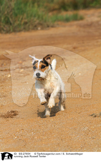 rennender Parson Russell Terrier / running Parson Russell Terrier / SS-27654