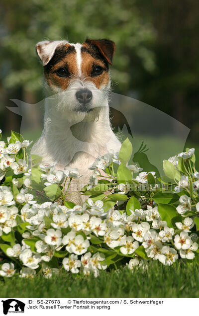 Parson Russell Terrier Portrait im Frhjahr / Parson Russell Terrier Portrait in spring / SS-27678