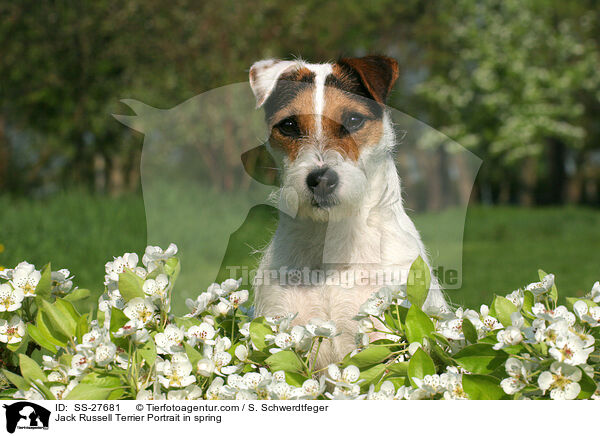 Parson Russell Terrier Portrait im Frhjahr / Parson Russell Terrier Portrait in spring / SS-27681