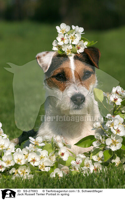 Parson Russell Terrier Portrait im Frhjahr / Parson Russell Terrier Portrait in spring / SS-27683