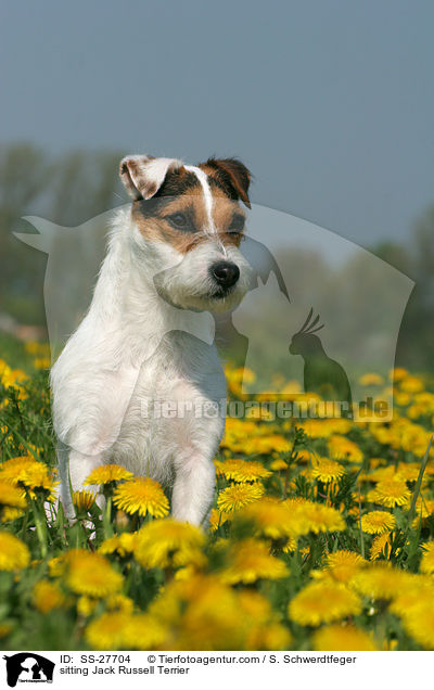sitzender Parson Russell Terrier / sitting Parson Russell Terrier / SS-27704