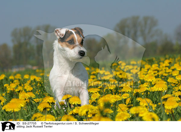 sitzender Parson Russell Terrier / sitting Parson Russell Terrier / SS-27705
