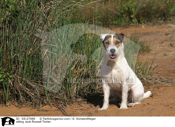 sitzender Parson Russell Terrier / sitting Parson Russell Terrier / SS-27986