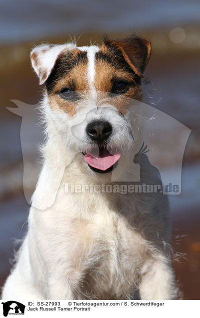 Parson Russell Terrier Portrait / Parson Russell Terrier Portrait / SS-27993