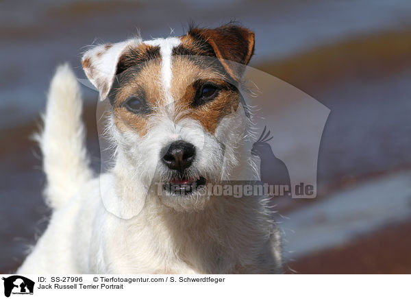 Parson Russell Terrier Portrait / Parson Russell Terrier Portrait / SS-27996