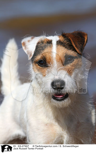 Parson Russell Terrier Portrait / Parson Russell Terrier Portrait / SS-27997