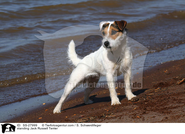 stehender Parson Russell Terrier / standing Parson Russell Terrier / SS-27999