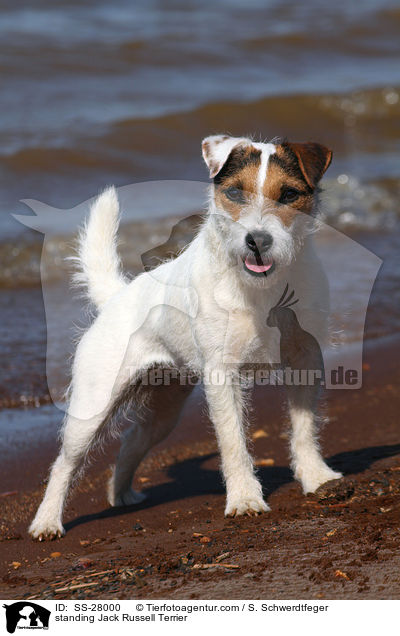 stehender Parson Russell Terrier / standing Parson Russell Terrier / SS-28000