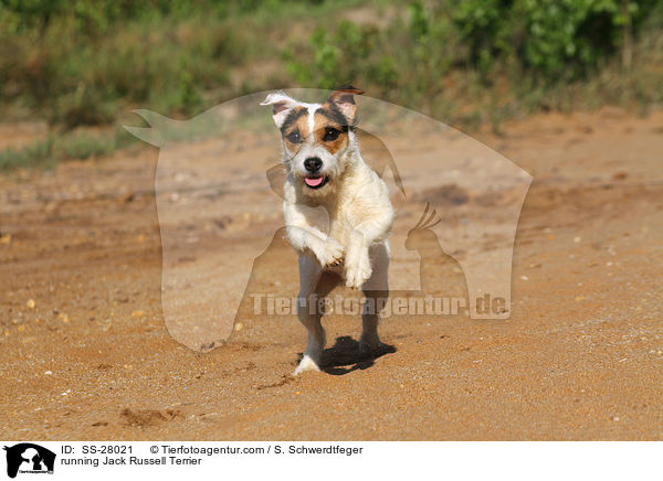 rennender Parson Russell Terrier / running Parson Russell Terrier / SS-28021