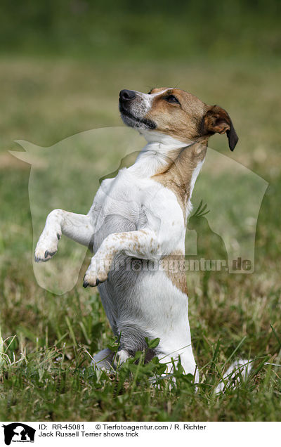 Jack Russell Terrier macht Mnnchen / Jack Russell Terrier shows trick / RR-45081