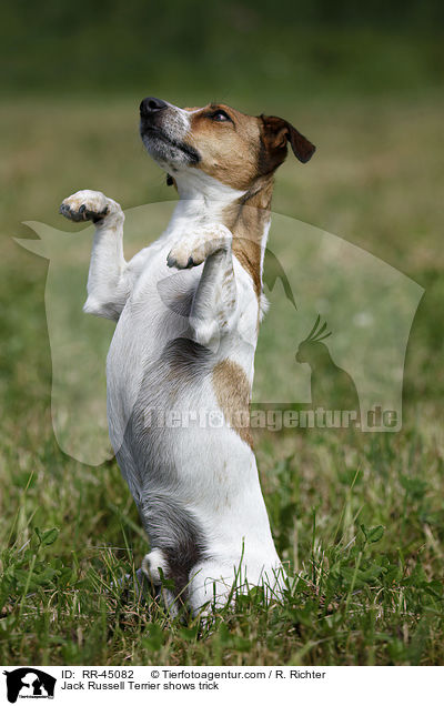 Jack Russell Terrier macht Mnnchen / Jack Russell Terrier shows trick / RR-45082