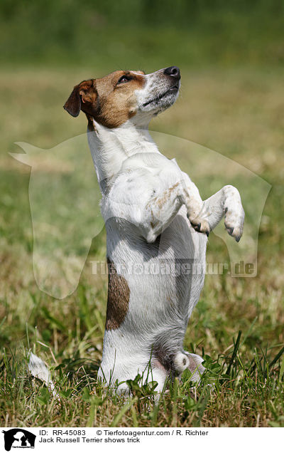 Jack Russell Terrier macht Mnnchen / Jack Russell Terrier shows trick / RR-45083