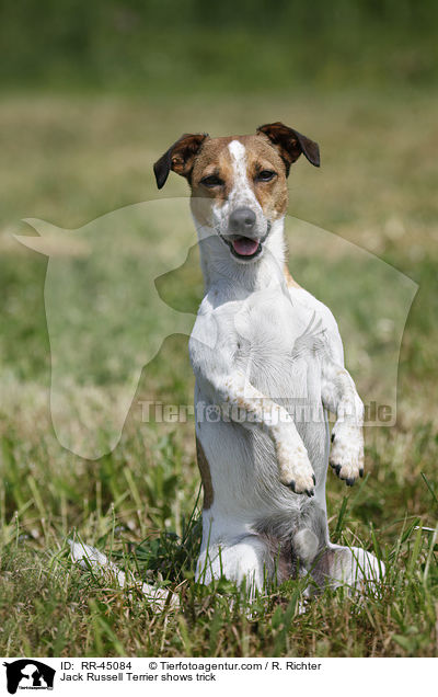 Jack Russell Terrier macht Mnnchen / Jack Russell Terrier shows trick / RR-45084