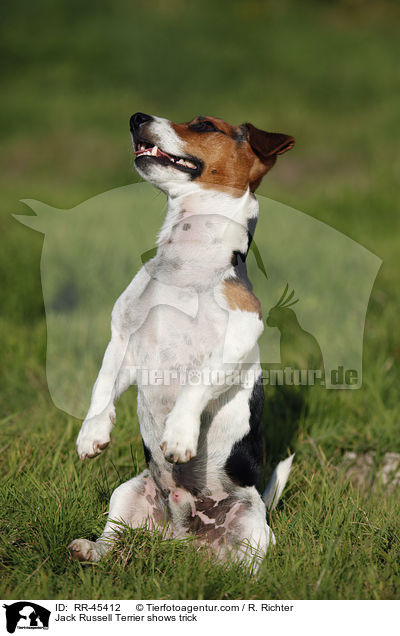 Jack Russell Terrier macht Mnnchen / Jack Russell Terrier shows trick / RR-45412