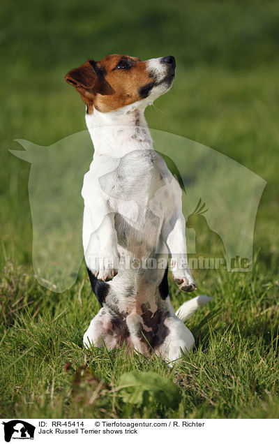 Jack Russell Terrier macht Mnnchen / Jack Russell Terrier shows trick / RR-45414