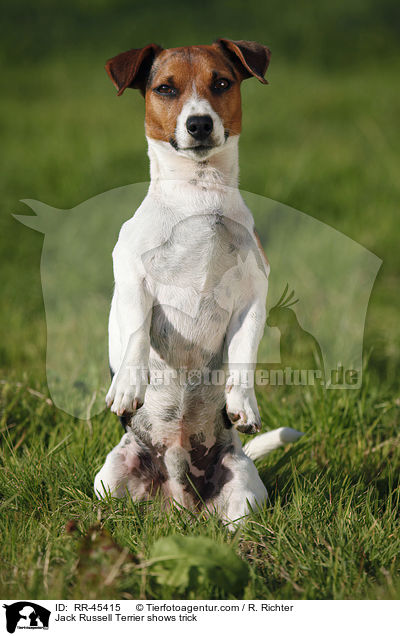 Jack Russell Terrier macht Mnnchen / Jack Russell Terrier shows trick / RR-45415