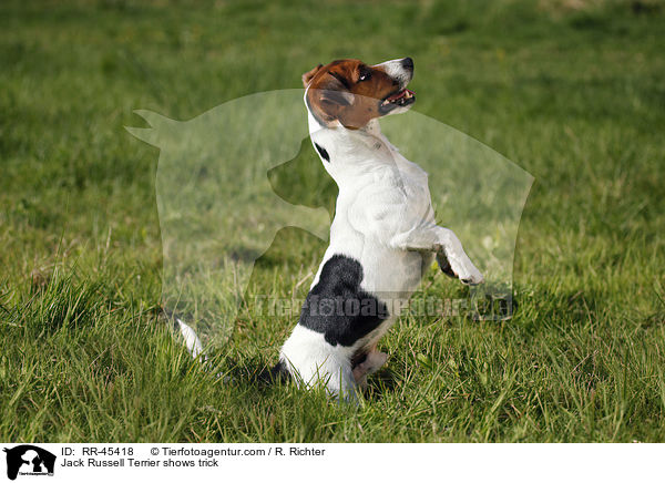 Jack Russell Terrier macht Mnnchen / Jack Russell Terrier shows trick / RR-45418