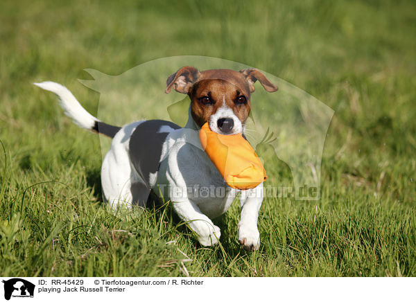 playing Jack Russell Terrier / RR-45429