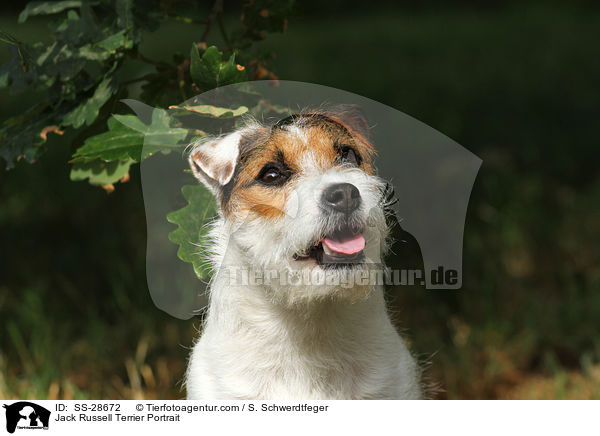 Parson Russell Terrier Portrait / Parson Russell Terrier Portrait / SS-28672