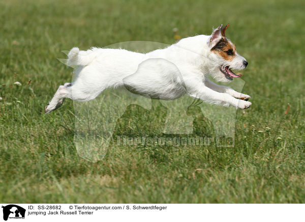 springender Parson Russell Terrier / jumping Parson Russell Terrier / SS-28682